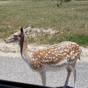 Meet your Posher, Lonzy